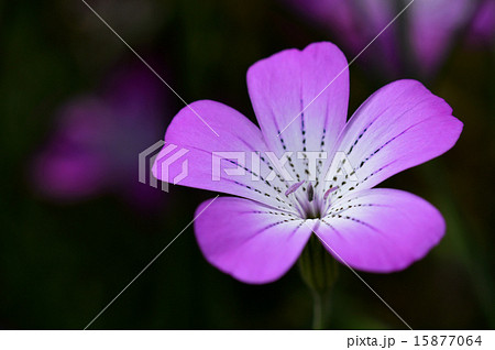 アグロステンマ 15877064