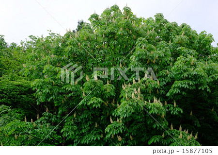 トチの木の花 トチの木の花 15877105