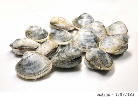 ホンビノス貝 15877133