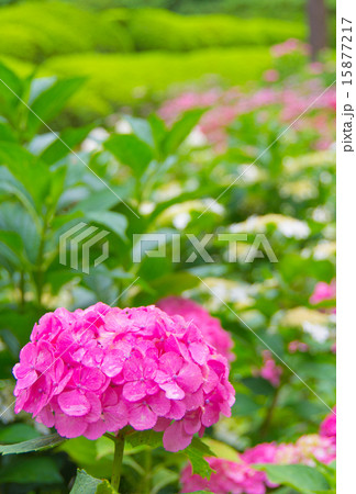紫陽花 15877217
