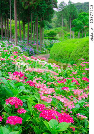 紫陽花 15877218
