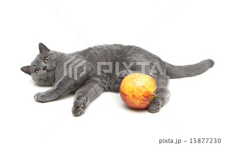 gray cat and apple isolated on a white background 15877230
