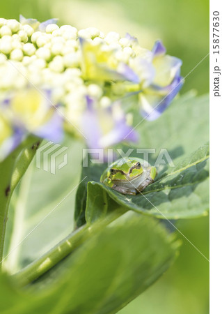 アジサイの葉にアマガエル　縦　正面 15877630