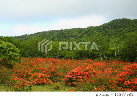 赤城山のレンゲツツジ 15877939