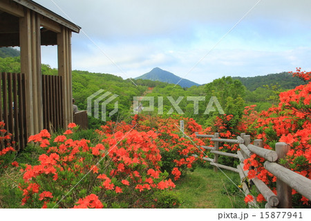 赤城山のレンゲツツジ（見晴山展望台） 15877941