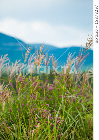 久住高原の薄 15878297