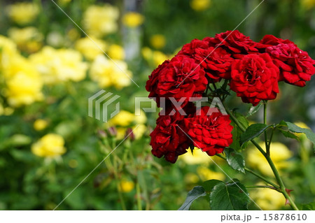 赤い薔薇 赤い薔薇 15878610