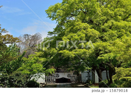 新緑の京都東山養源院 新緑の京都東山養源院 15879018