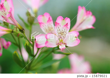 アルストロメリア 15879021