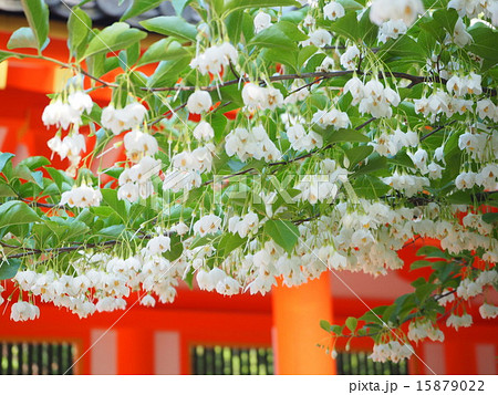 萵苣木（エゴノキ） 15879022