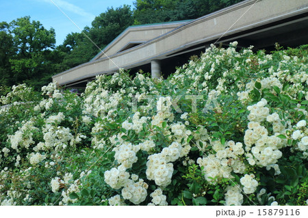 神代植物公園春のバラフェスタ 15879116