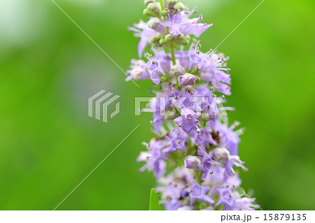 セイヨウニンジンボク 15879135