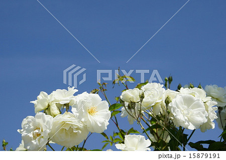 バラ アイスバーグ バラ アイスバーグ 15879191