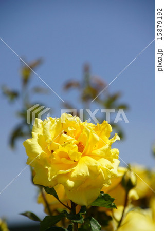 バラ イングリット バーグマン バラ イングリット バーグマン 15879192