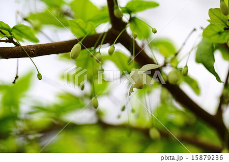 ライティア・レリギオサ 15879236