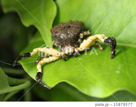 カトウツケオグモ カトウツケオグモ 15879577