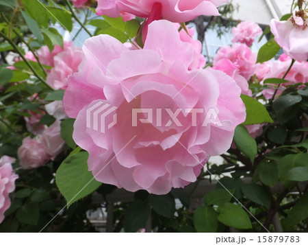 バラ　ローゼンドルフシュパリースホップ 15879783