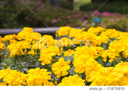 マリーゴールドの花 マリーゴールドの花 15879850
