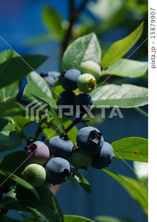 ブルーベリー 15879907