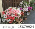 路地の皐月 15879924