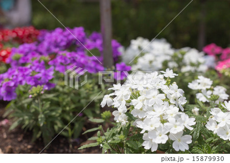 白のバーベナ 15879930