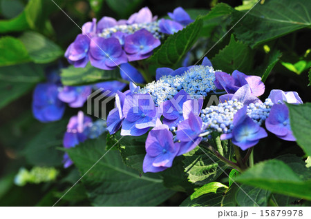 額紫陽花 両性花の開花 額紫陽花 両性花の開花 15879978
