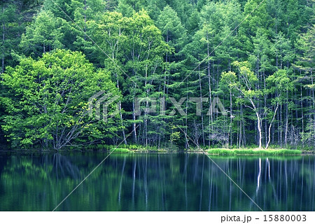 初夏の御射鹿池 15880003