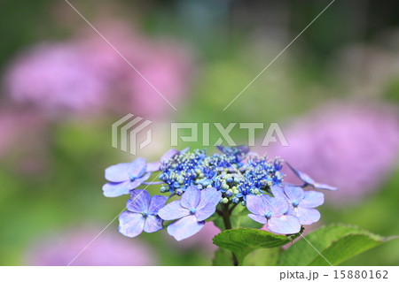アジサイ 15880162
