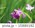 菖蒲 15880192