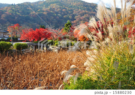 京都　天龍寺　放生が池 15880230