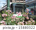 花と都電 15880322
