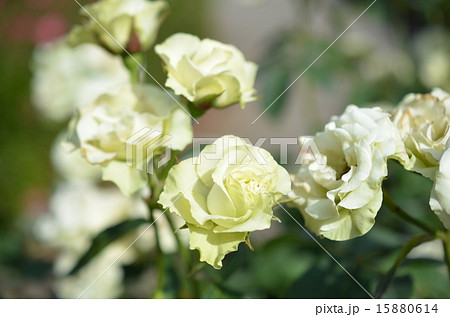 バラ2015-2 バラ2015-2 15880614