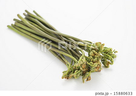 わらび わらび 15880633