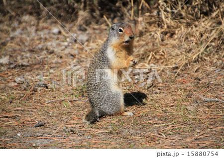 コロンビアジリス 15880754