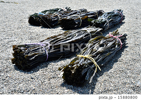 昆布 15880800