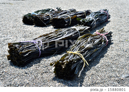 昆布 15880801