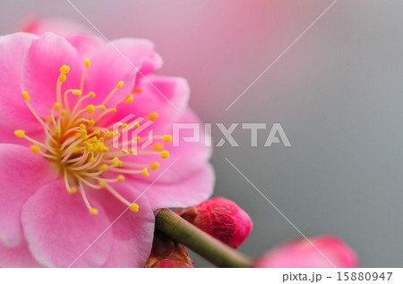 梅の花 梅の花 15880947