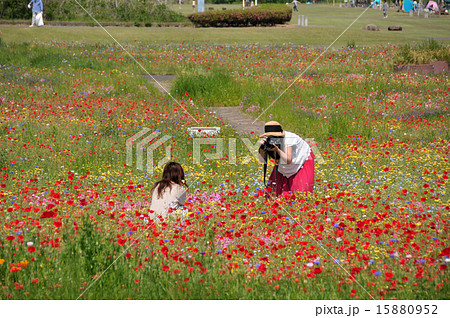 お花畑で撮影 お花畑で撮影 15880952