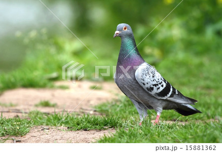 Proud pigeon 15881362