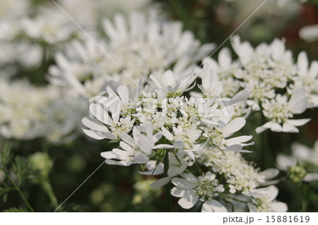 オルラヤ 15881619