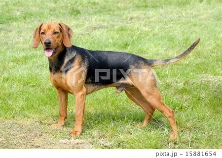 The portrait of Serbian Hound The portrait of Serbian Hound 15881654