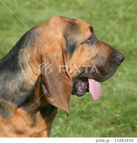 The detail of  Bloodhound in the garden 15881656