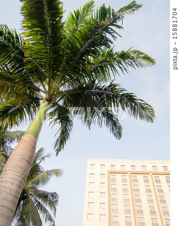 ホテルの前のやしの木 ガーナのアクラにて ホテルの前のやしの木 ガーナのアクラにて 15881704