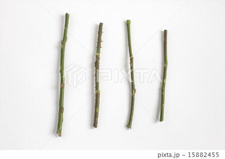 Rose seedlings 15882455