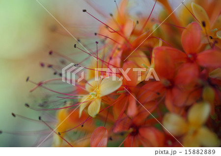 ムユウジュの花 15882889
