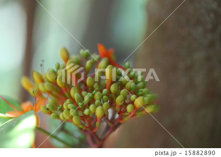 ムユウジュの花の蕾 15882890