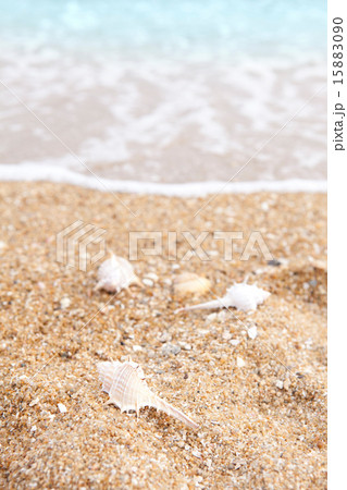 砂浜の貝殻 15883090