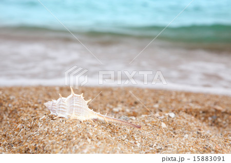 砂浜のホネ貝 15883091