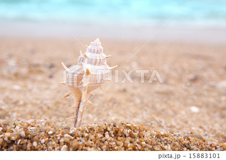 砂浜のホネ貝 15883101