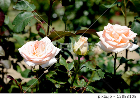 オジアーナ 15883108